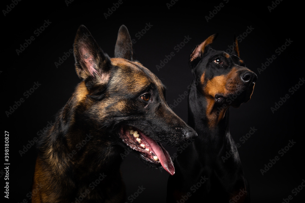 Portrait of a Belgian shepherd dog and a Doberman on an isolated black background.