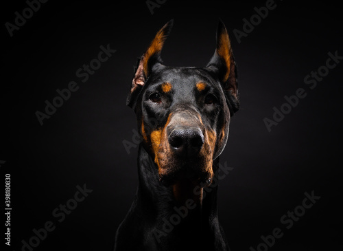 Portrait of a Doberman dog on an isolated black background.