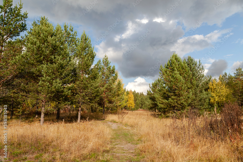 Obraz premium forest in autumn