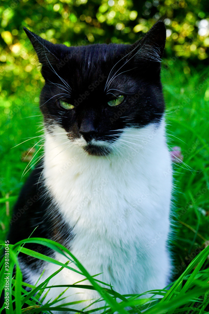 black and white domestic cat squinting eyes sitting in the tall green grass, summer sunny day