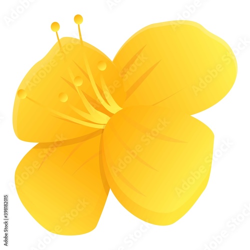 Celandine wild flower icon. Cartoon of celandine wild flower vector icon for web design isolated on white background