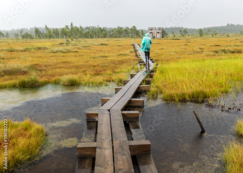 traditional bog landscape with wet trees, grass and bog moss during rain, pedestrian wooden footbridge over the bog, foggy and rainy background