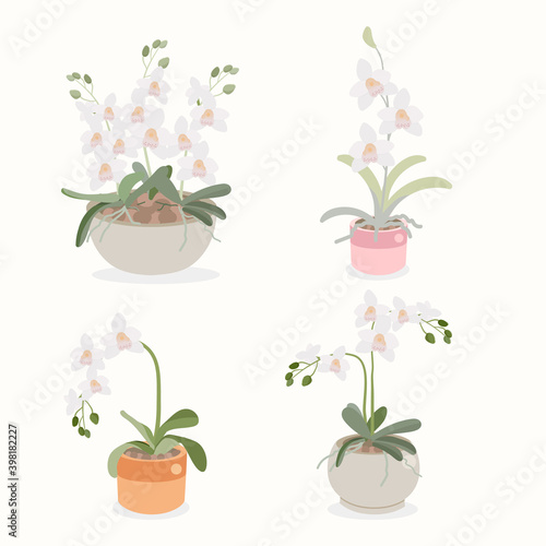 white orchid flower pot plant collection flat style isolated on white background