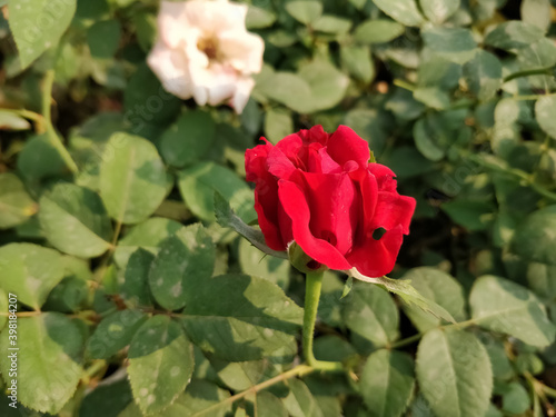 red rose in the garden
