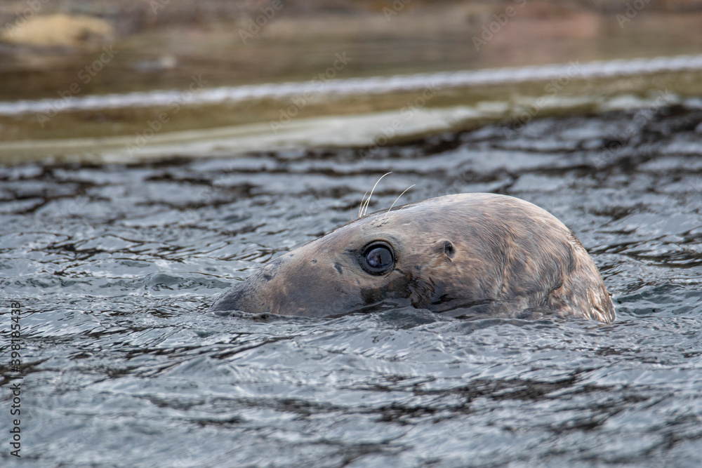 Fototapeta premium Grey Seal In The Sea 