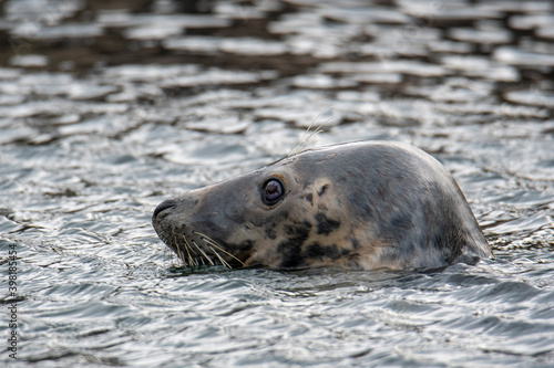 Grey Seal In The Sea 