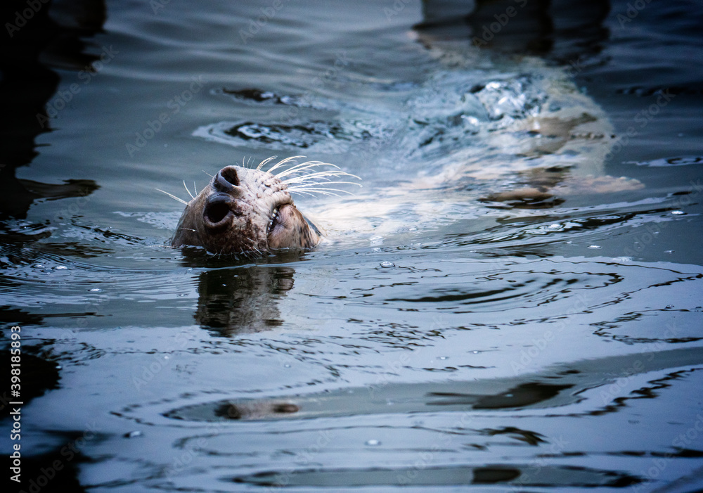 Fototapeta premium Grey Seal In The Sea