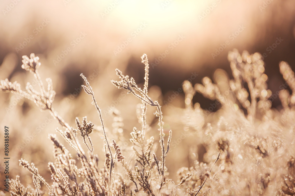 Frozen meadow Frozen meadow