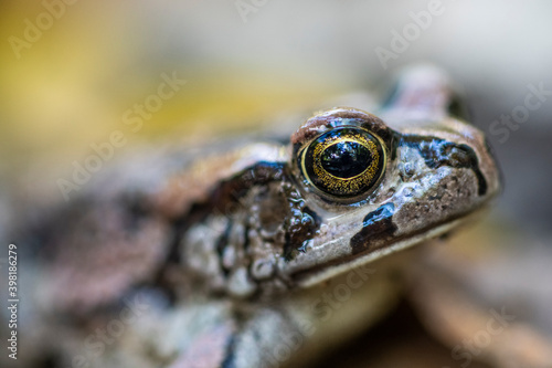 A raucous toad on the forest floor