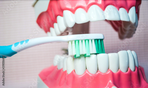 Toothbrush brushing lower teeth on teeth model.Dental care demonstration.