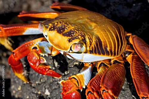 Sally Lightfoot Crab / Grapsus grapsus /. Santa Cruz Island. Galapagos. Ecuador. South America. photo