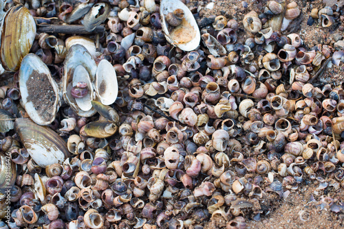 colourful seashells on the beach of Baltic Sea  © Alena Petrachkova