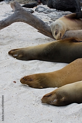 Galapagos Fur Seal / Arctocephalus galapagoensis /. Mosquera Island. Galapagos. Ecuador. South America.