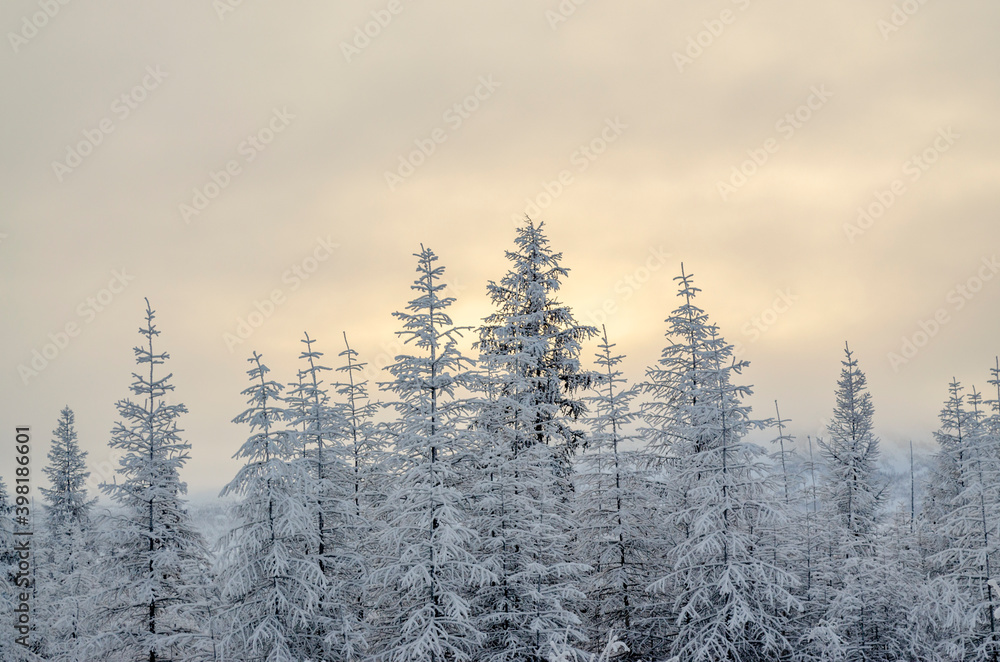Snowy forest in the Republic of Sakha, Kolyma tract, the Russian North Snowy forest in the Republic of Sakha, Kolyma tract, the Russian North