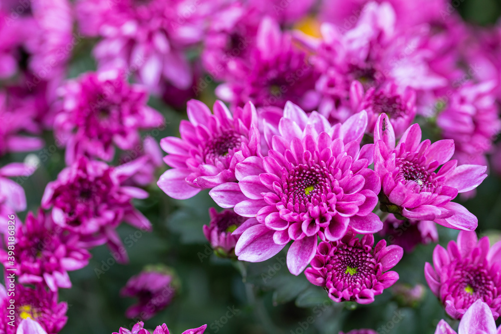Chrysanthemums flower in botanical garden. Chrysanthemums flower in botanical garden.