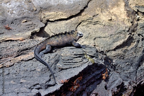 Marine Iguana /Amblyrhynchus cristatus/. Fernandina Island. Galapagos. Ecuador. South America.