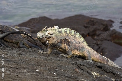 Marine Iguana /Amblyrhynchus cristatus/. Isabela Island. Galapagos. Ecuador. South America.