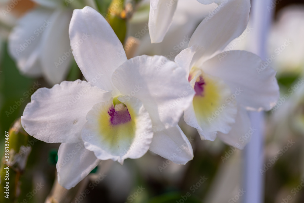 Orchid flowers in the garden. Cattleya Orchidaceae. Orchid flowers in the garden. Cattleya Orchidaceae.