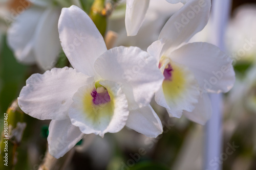 Orchid flowers in the garden. Cattleya Orchidaceae.