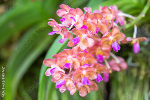 Orchid flower in garden. Vanda Orchidaceae.