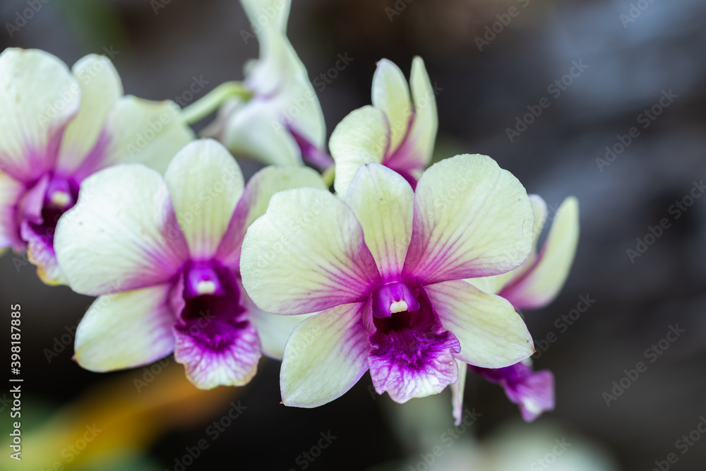 Orchid flowers in the garden. Dendrobium Orchidaceae. Orchid flowers in the garden. Dendrobium Orchidaceae.