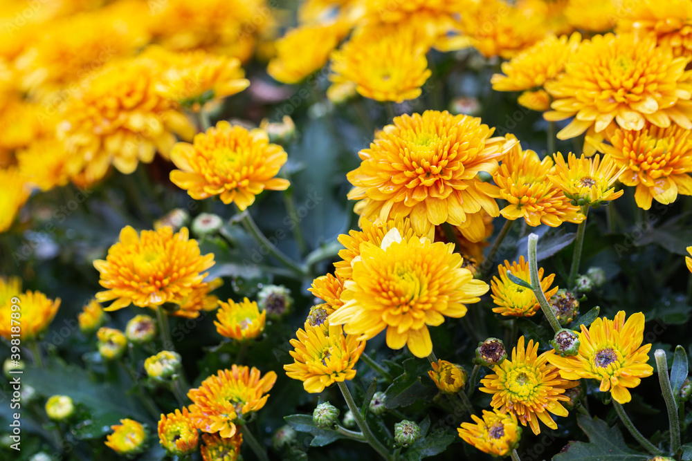 Chrysanthemums flower in botanical garden. Chrysanthemums flower in botanical garden.