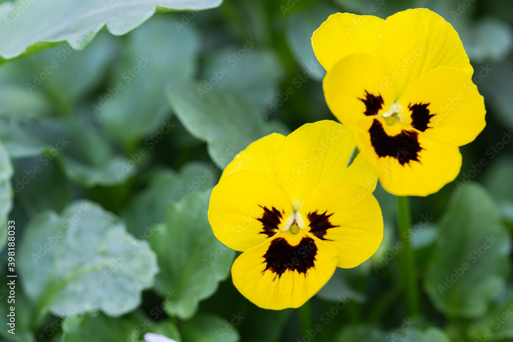 Viola flower in the garden at sunny summer or spring day. Viola flower in the garden at sunny summer or spring day.