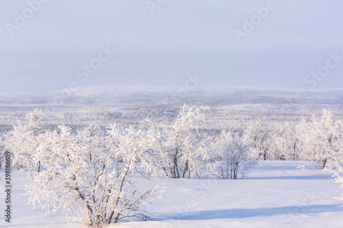 Snowy landscape with snow-covered trees