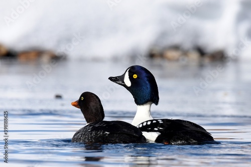 A male Barrow's Goldeneye swims in a pond in the Colorado mountains.