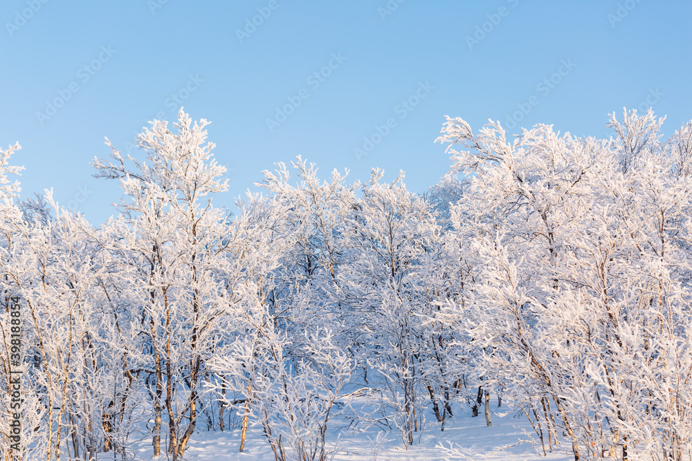 Snow-covered trees and bue sky