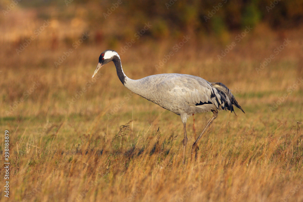 The common crane (Grus grus) on the meadow in autumn colors at sunset. Big gray crane on a meadow in orange light. The common crane (Grus grus) on the meadow in autumn colors at sunset. Big gray crane on a meadow in orange light.