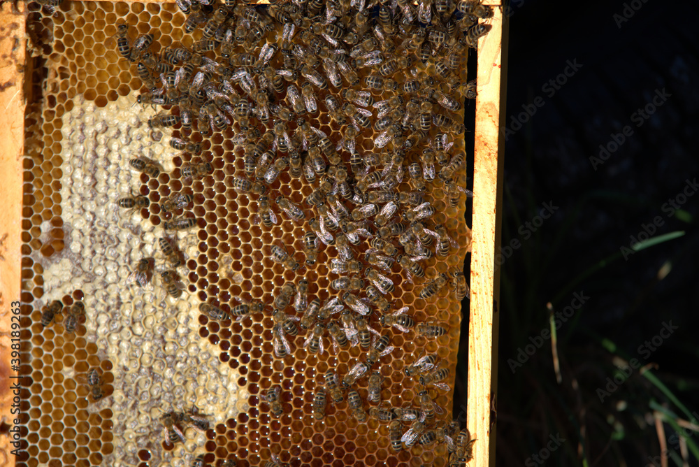 Apiculture, beekeepers take honey from bee hives, from coniferous trees. Beekeeping. Apiculture, beekeepers take honey from bee hives, from coniferous trees. Beekeeping.