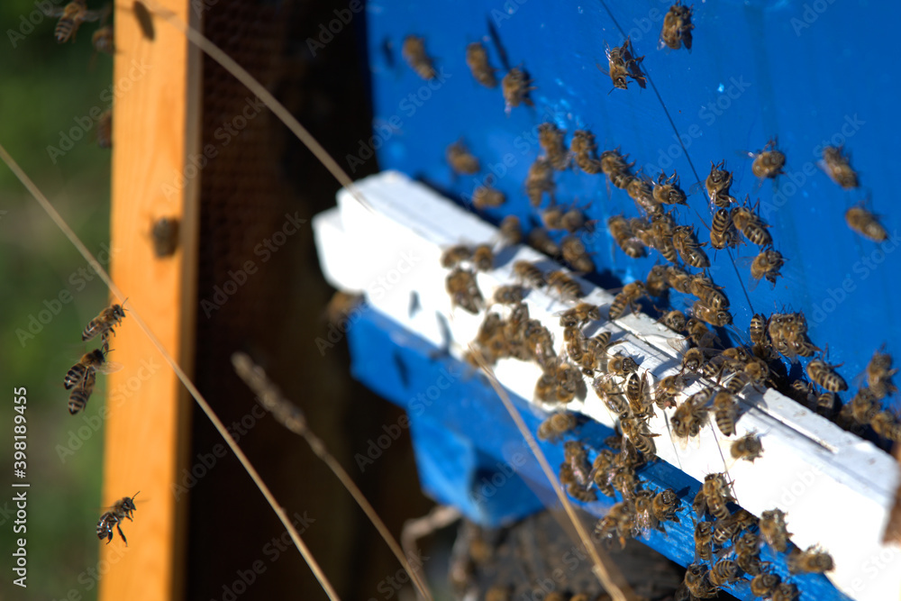 Apiculture, beekeepers take honey from bee hives, from coniferous trees. Beekeeping. Apiculture, beekeepers take honey from bee hives, from coniferous trees. Beekeeping.