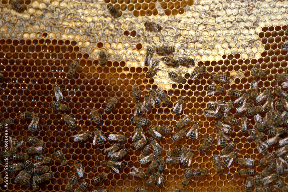Apiculture, beekeepers take honey from bee hives, from coniferous trees. Beekeeping. Apiculture, beekeepers take honey from bee hives, from coniferous trees. Beekeeping.