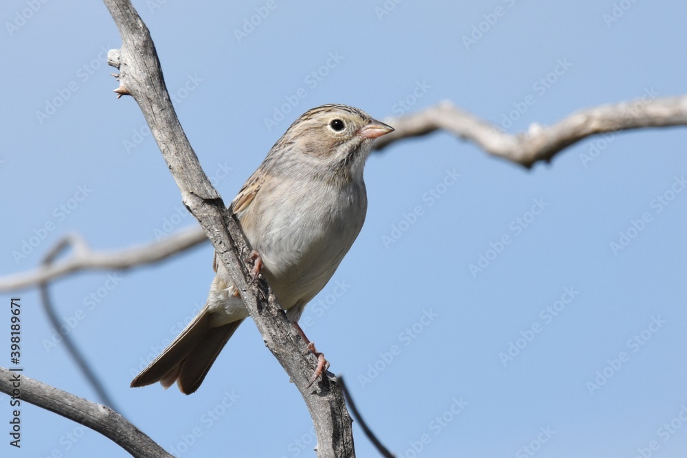 A Brewer's Sparrow perches on a dead tree on the Colorado prairie. A Brewer's Sparrow perches on a dead tree on the Colorado prairie.