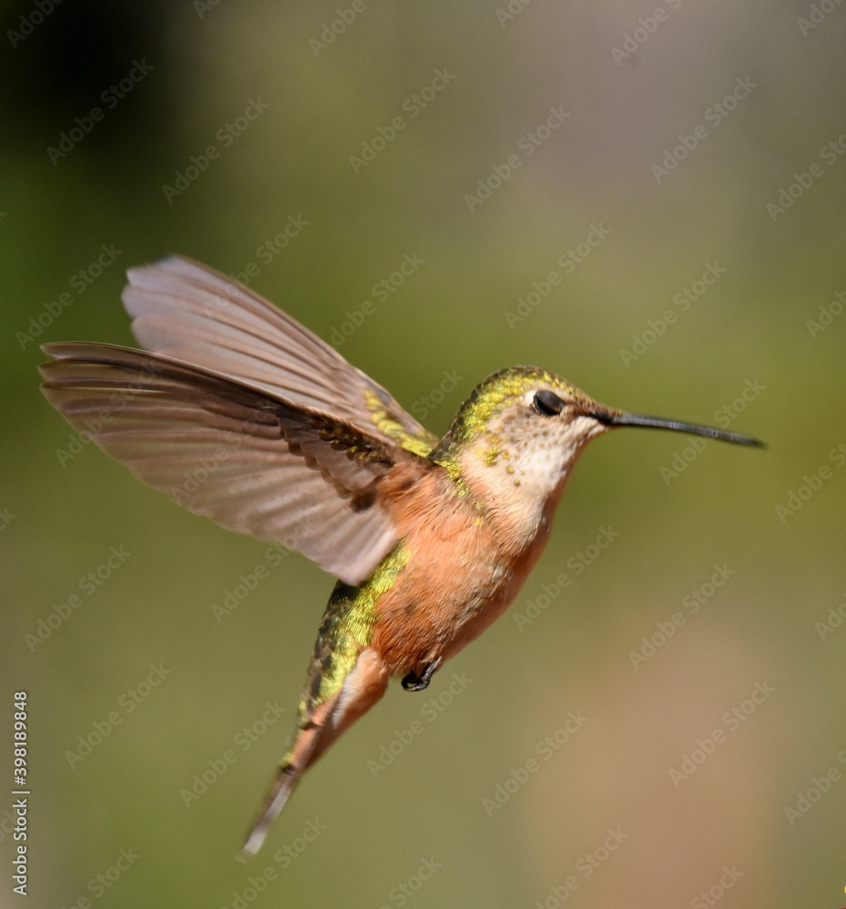 A female Broad-tailed Hummingbird feeds in the Colorado mountains. A female Broad-tailed Hummingbird feeds in the Colorado mountains.