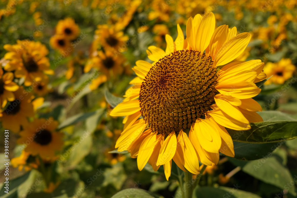 Fototapeta premium sunflower blooming, yellow flower natural background
