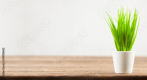 Green grass in a pot. Sprouted wheat. On a wooden table