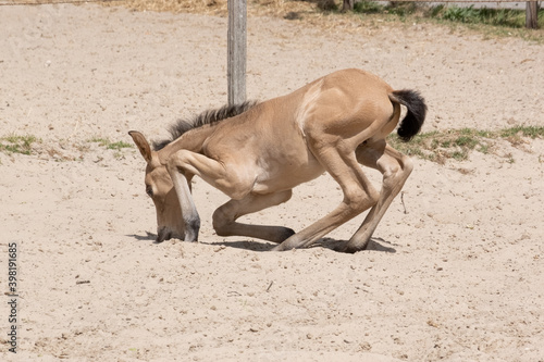 Newborn foal lies down in the sand in a rural setting on the farm