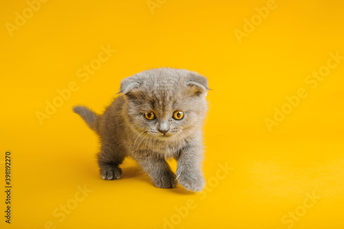 A gray cat with beautiful eyes on a yellow background