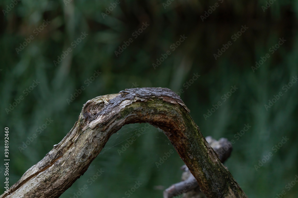 A thick curved branch against dark natural background