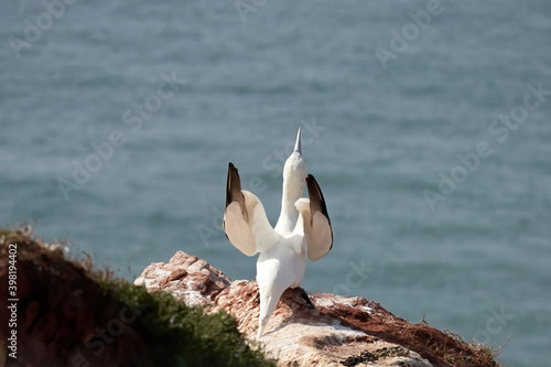 A gannet stands with spread wings on a rock and looks down