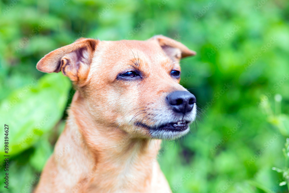 Red-haired old dog jack russell terrier posing in nature
Red-haired old dog jack russell terrier posing in nature