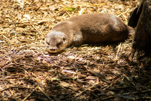 Asian small clawed otter (amblonyx cinereus) taking in the sun