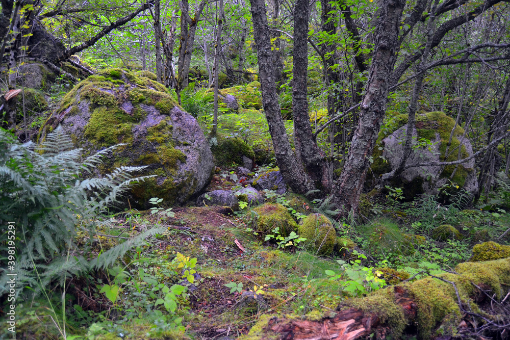 Picturesque forest landscape. Moss covered stones. Scenery along the Briksdalsbreen glacier pathway. Summer in Norway. Picturesque forest landscape. Moss covered stones. Scenery along the Briksdalsbreen glacier pathway. Summer in Norway.