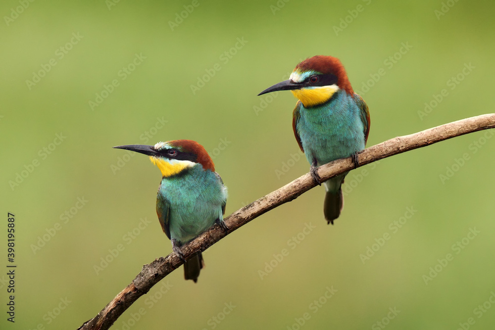 The European bee-eater (Merops apiaster) a pair on a branch with a green background.