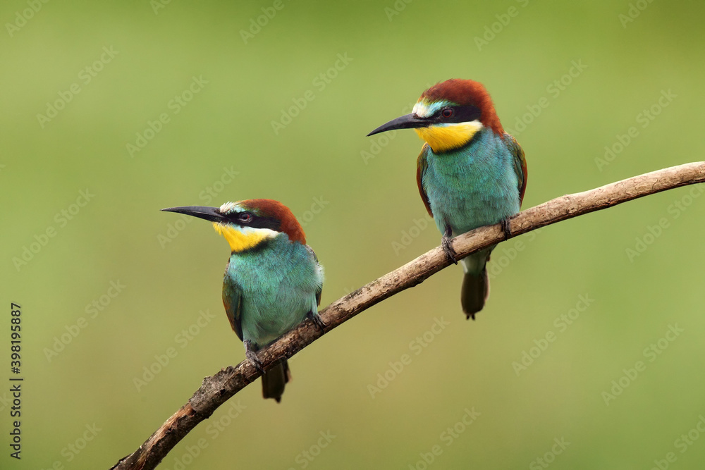 The European bee-eater (Merops apiaster) a pair on a branch with a green background. The European bee-eater (Merops apiaster) a pair on a branch with a green background.