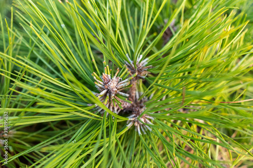 Green pine branch close-up. Full screen background. Soft focus, shallow depth of field.