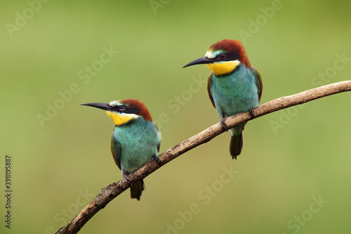 The European bee-eater (Merops apiaster) a pair on a branch with a green background.