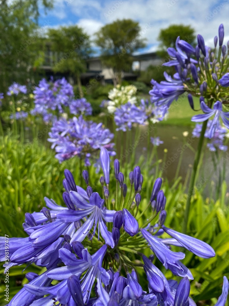 Fototapeta premium flowers in the garden
